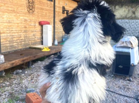Ücretsi̇z Si̇yah Beyaz Shi̇h Tzu Yavrulari 5 Aylik Shihtzu görsel