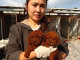 Kg Garantılı Safkan Poodle Yavrularımız