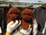 Kg Garantılı Safkan Poodle Yavrularımız