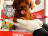 Kg garantılı safkan poodle yavrularımız