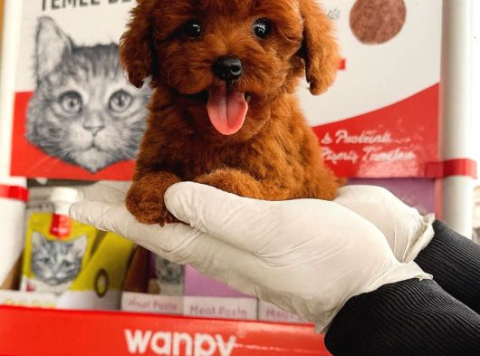 Kg Garantılı Safkan Poodle Yavrularımız