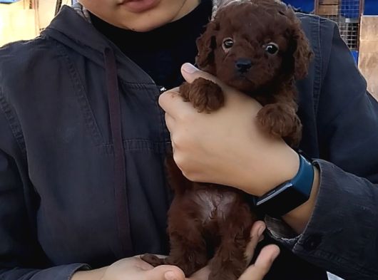Kg Garantılı Safkan Poodle Yavrularımız görsel