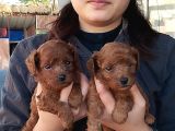 Kg Garantılı Safkan Poodle Yavrularımız