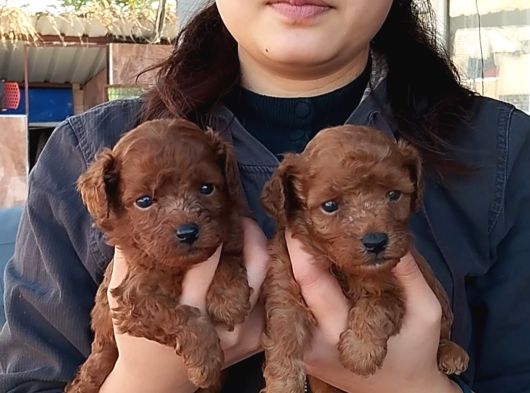 Kg Garantılı Safkan Poodle Yavrularımız görsel