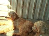 Safkan Dev Poodle