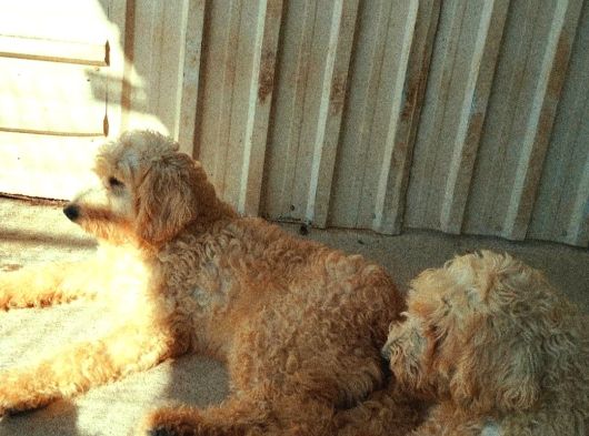 Safkan Dev Poodle görsel
