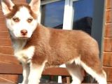 Husky Sibirya Kurt Yavrular