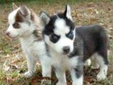 Husky Sibirya Kurt Yavrular