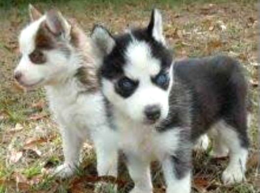 Husky Sibirya Kurt Yavrular görsel