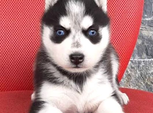 Husky Sibirya Kurt Yavrular görsel