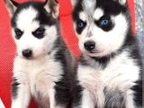 Husky Sibirya Kurt Yavrular