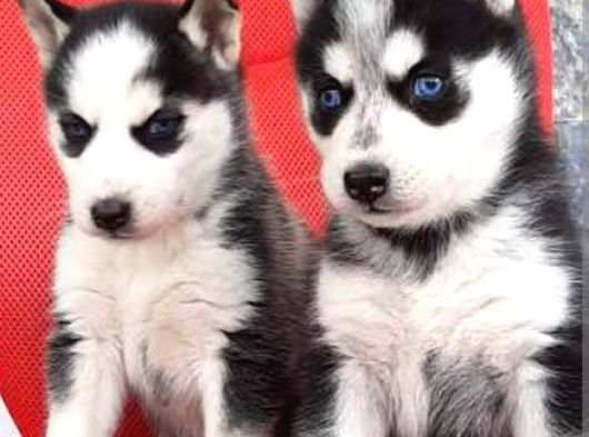Husky Sibirya Kurt Yavrular görsel