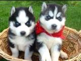 Husky sibirya kurt yavrular