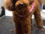 Dişli Erkekli Toy Poodle Yetişkinler Verilecek