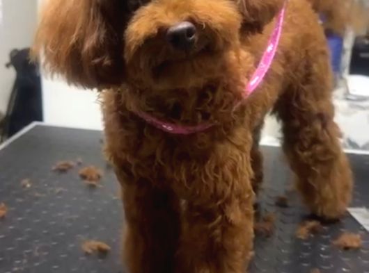 Dişli Erkekli Toy Poodle Yetişkinler Verilecek görsel
