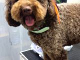 Dişli Erkekli Toy Poodle Yetişkinler Verilecek