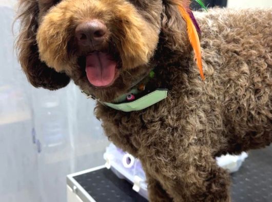 Dişli Erkekli Toy Poodle Yetişkinler Verilecek görsel