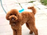 Dişli erkekli toy poodle yetişkinler verilecek