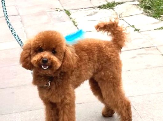 Dişli Erkekli Toy Poodle Yetişkinler Verilecek