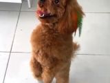 Dişli Erkekli Toy Poodle Yetişkinler Verilecek