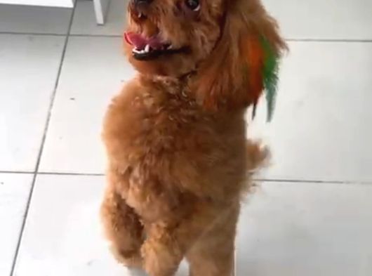 Dişli Erkekli Toy Poodle Yetişkinler Verilecek görsel