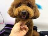 Dişli Erkekli Toy Poodle Yetişkinler Verilecek