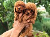 TOY POODLE BEBEKLER HAZIR
