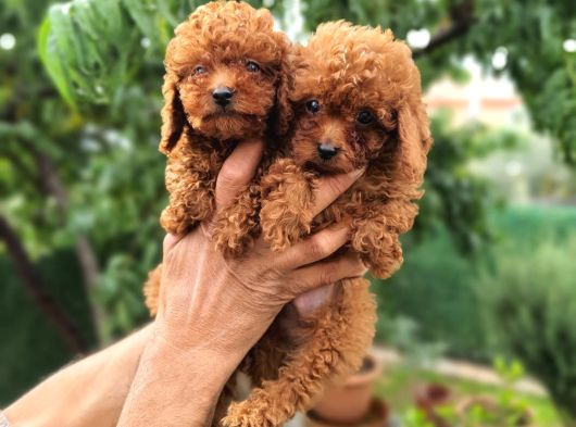 Toy Poodle Bebekler Hazır