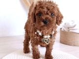 Ruhsatlı çiftlik Boncuk gözlü düğme burunlu toy poodle