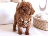 Ruhsatlı Çiftlik Boncuk Gözlü Düğme Burunlu Toy Poodle