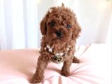 Ruhsatlı Çiftlik Boncuk Gözlü Düğme Burunlu Toy Poodle