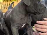 Canlı Olarak Görebilirsiniz Mükemmel Cane Corso