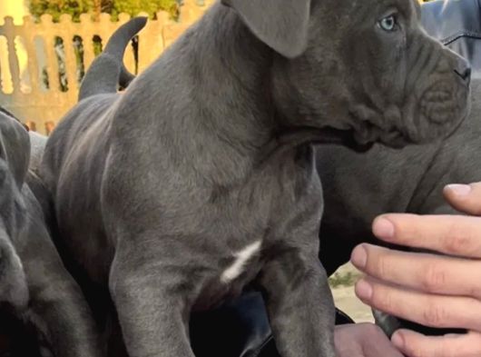 Canlı Olarak Görebilirsiniz Mükemmel Cane Corso görsel