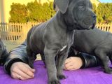 Canlı olarak görebilirsiniz mükemmel cane corso