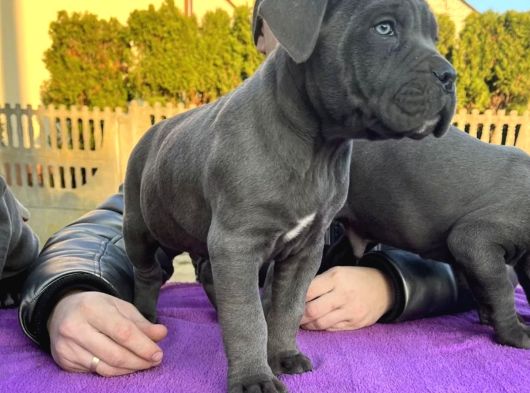 Canlı Olarak Görebilirsiniz Mükemmel Cane Corso