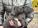 Canlı Olarak Görebilirsiniz Mükemmel Cane Corso