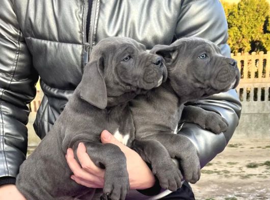 Canlı Olarak Görebilirsiniz Mükemmel Cane Corso görsel