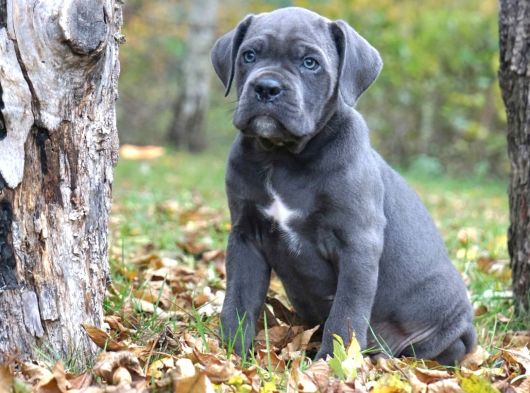 Cane corso en kalitelisi bizde var