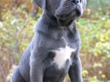 Cane Corso En Kalitelisi Bizde Var