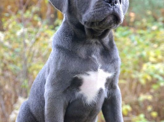 Cane Corso En Kalitelisi Bizde Var görsel