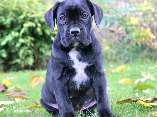 Cane Corso En Kalitelisi Bizde Var görsel