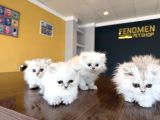 EN GÜZEL BRITISH LONGHAIR YAVRULAR TESLİME HAZIR ANKARA