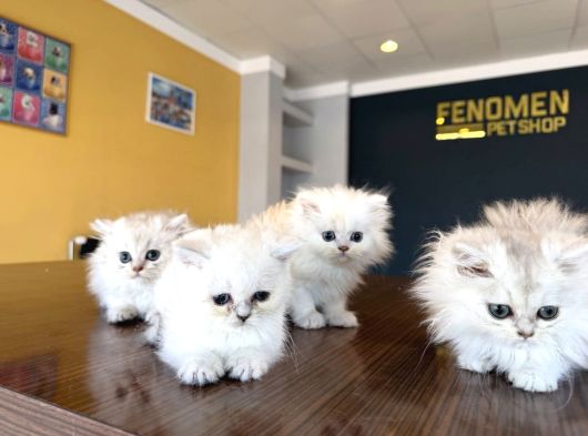 En Güzel British Longhair Yavrular Tesli̇me Hazir Ankara