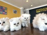 En Güzel British Longhair Yavrular Tesli̇me Hazir Ankara