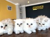 En Güzel British Longhair Yavrular Tesli̇me Hazir Ankara