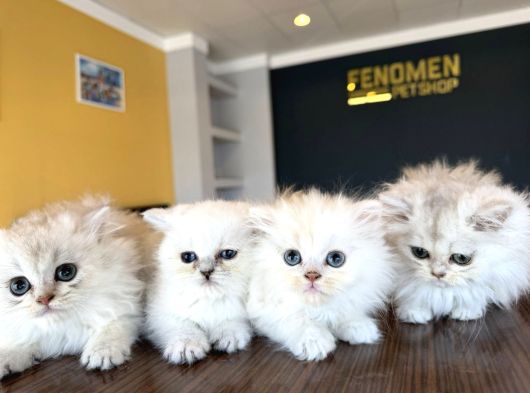 En Güzel British Longhair Yavrular Tesli̇me Hazir Ankara görsel