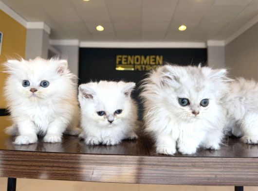 En Güzel British Longhair Yavrular Tesli̇me Hazir Ankara görsel