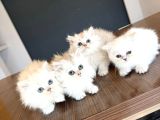 En Güzel British Longhair Yavrular Tesli̇me Hazir Ankara