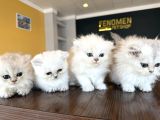 En Güzel British Longhair Yavrular Tesli̇me Hazir Ankara