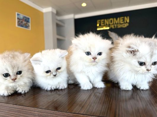 En Güzel British Longhair Yavrular Tesli̇me Hazir Ankara görsel